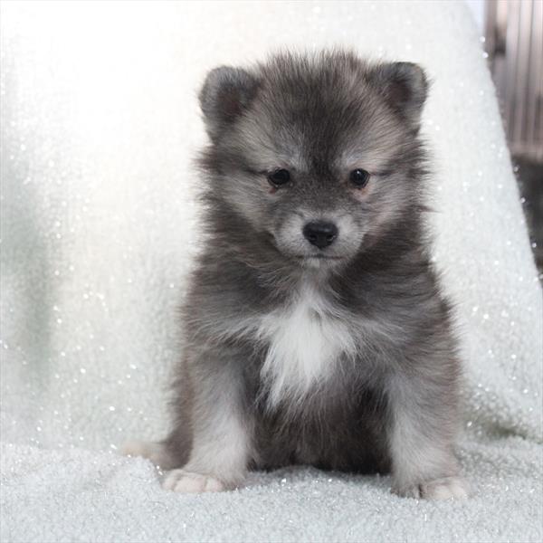 [#2694-05] Wolf Sable F Pomsky Puppies For Sale