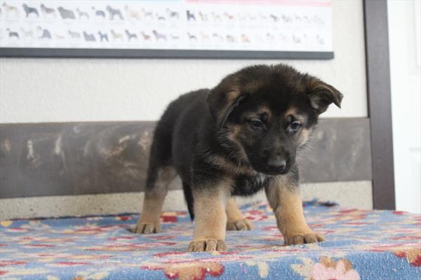 [#26264-06] Black / Tan F German Shepherd Dog Puppies For Sale