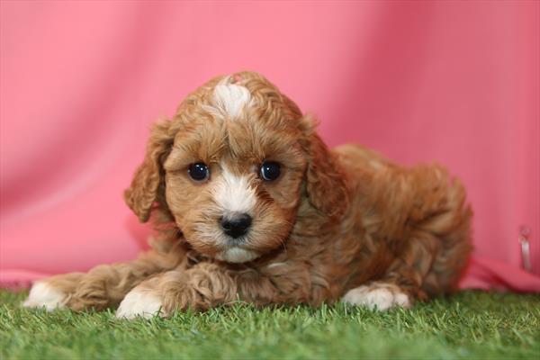 [#26320-01] Red M Cavapoo Puppies For Sale