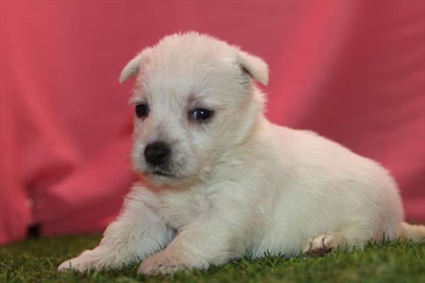 [#26390-06] White F West Highland White Terrier Puppies For Sale
