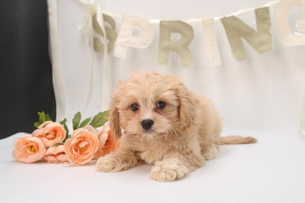 [#2658-02] Tan M Cavachon Puppies For Sale