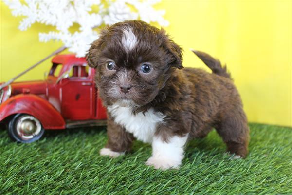 [#26359-05] Chocolate M Shih Tzu Puppies For Sale