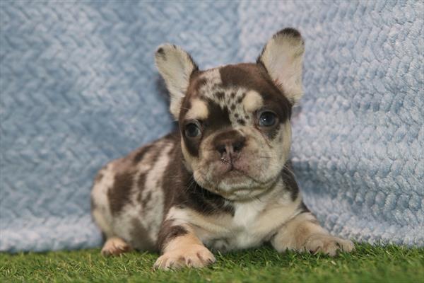 [#26393-03] Chocolate Merle / Tan M French Bulldog Puppies For Sale