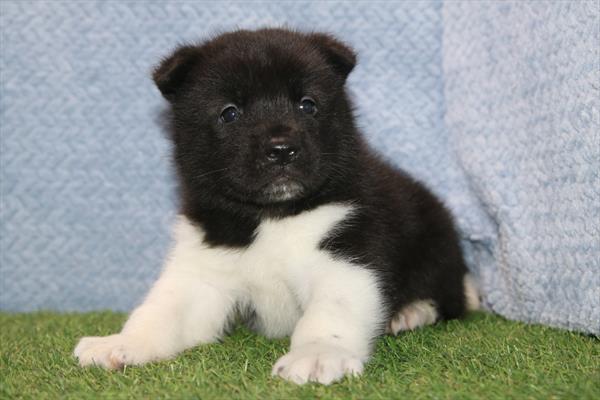 [#2661-01] Black / White M Akita Puppies For Sale