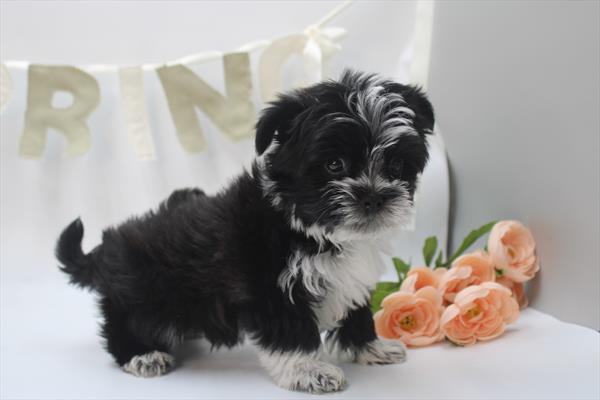 [#26144-02] Black / White M Morkie Puppies For Sale