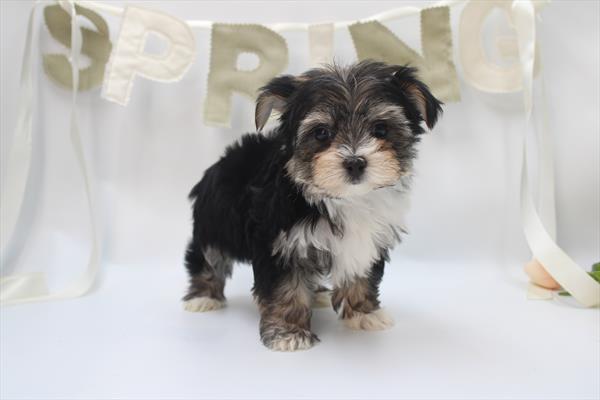 [#26144-03] Black / White F Morkie Puppies For Sale