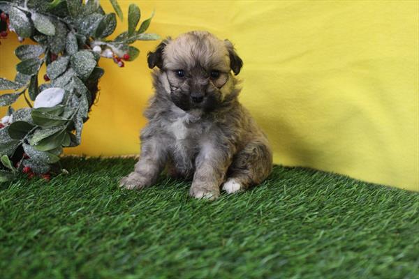 [#26408-06] Chocolate Sable F Teddy Bear Puppies For Sale