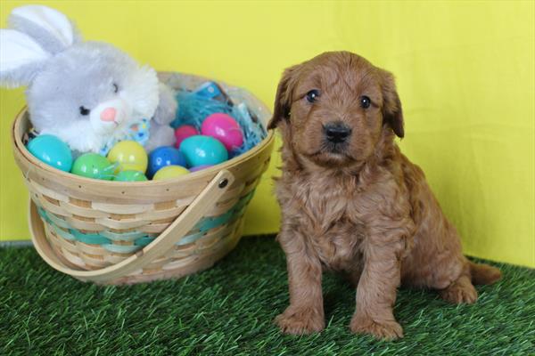 [#26405-01] Red M Goldendoodle Mini F1BB Puppies For Sale