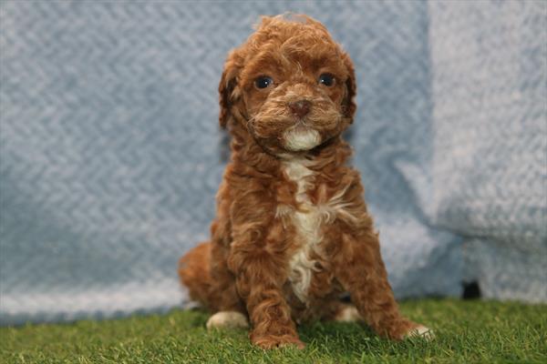 [#26440-05] Red F Poodle Mini Puppies For Sale