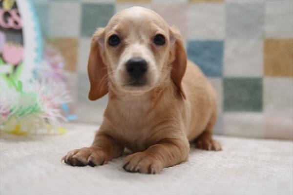 [#26464-05] Cream M Dachshund Puppies For Sale