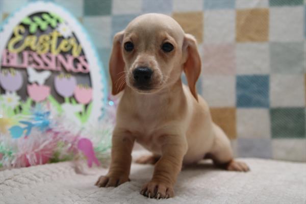 [#26464-04] Cream M Dachshund Puppies For Sale