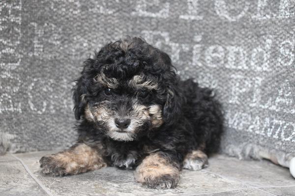 [#26349-01] Black / Tan M Poodle Mini Puppies For Sale