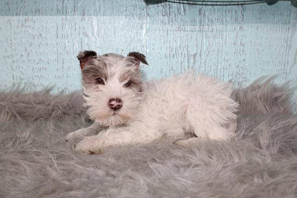 [#26347-02] Chocolate Merle M Miniature Schnauzer Puppies For Sale