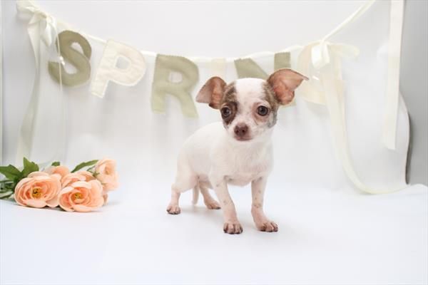 [#253554-05] White / Black F Chihuahua Puppies For Sale