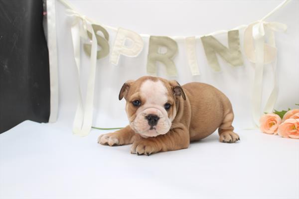 [#26360-02] Red / White M English Bulldog  Puppies For Sale