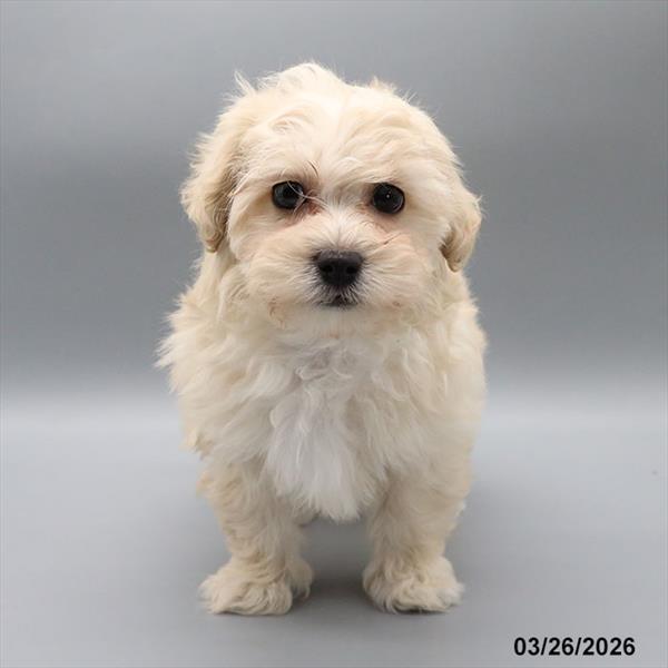 [#26119-01] Buff M Poodle/Bichapoo Puppies For Sale