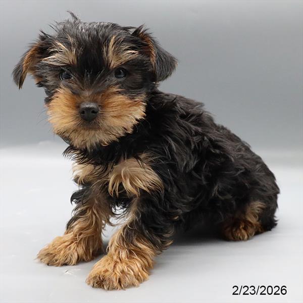 [#26124-02] Black / Tan M Yorkshire Terrier Puppies For Sale