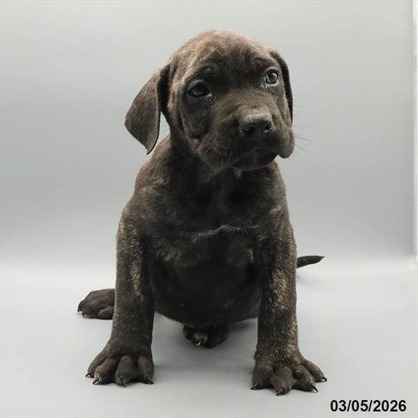 [#26143-04] Brindle F Mastiff Puppies For Sale