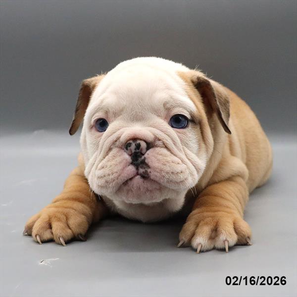 [#2619-01] Fawn / White M Bulldog Puppies For Sale