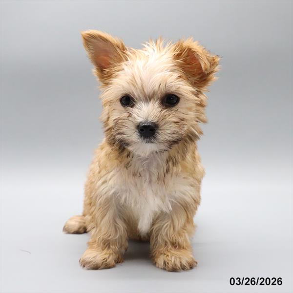 [#26215-01] Brown M Yorkie/Maltese Puppies For Sale