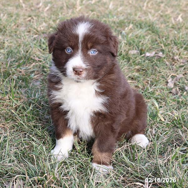 [#2629-02] Red M Australian Shepherd Puppies For Sale