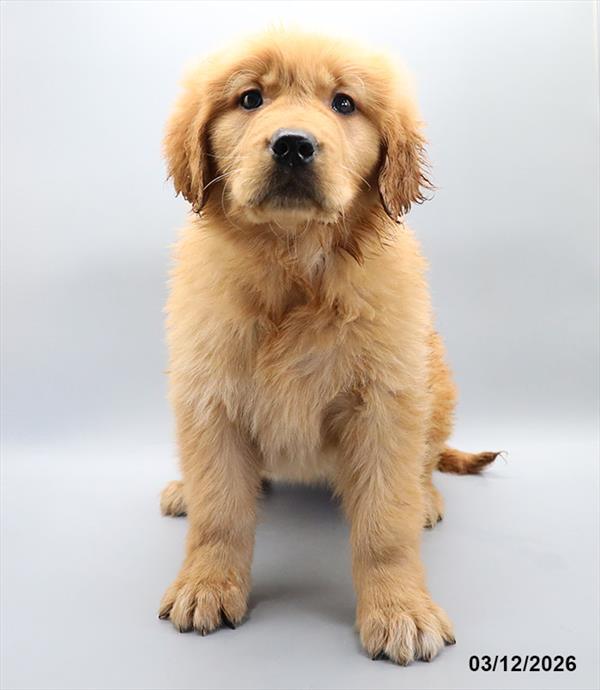 [#2647-05] Dark Golden F Golden Retriever Puppies For Sale