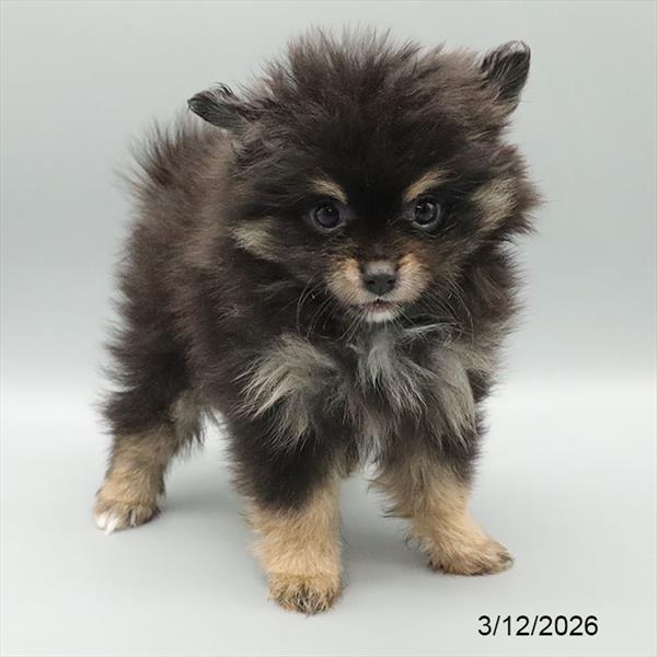 [#2672-03] Black M Pomeranian Puppies For Sale