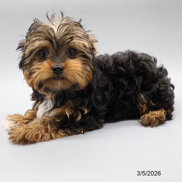 [#2677-02] Black / Tan F Yorkshire Terrier Puppies For Sale