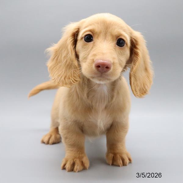 [#2678-03] Cream M Dachshund Puppies For Sale