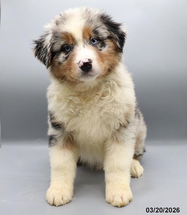 [#2686-02] Blue Merle M Australian Shepherd Puppies For Sale
