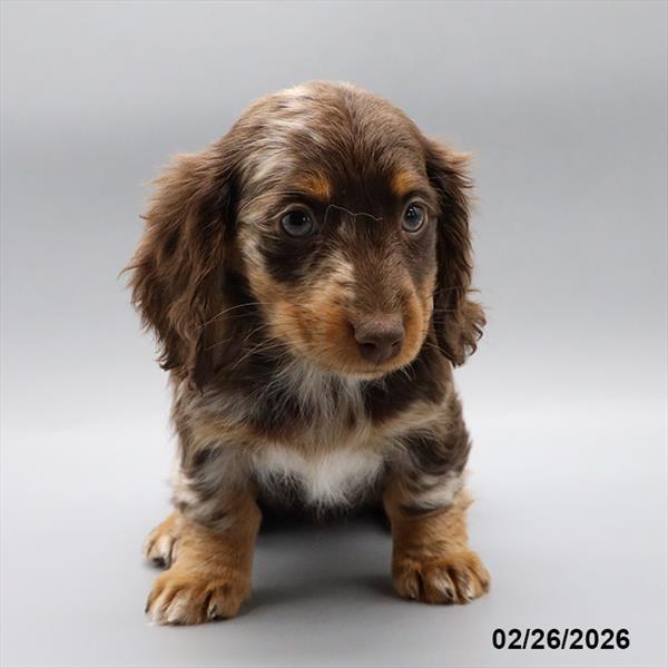 [#2688-05] Chocolate / Cream F Dachshund Puppies For Sale