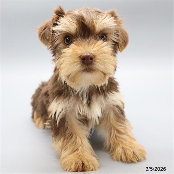 [#2690-06] Chocolate / Tan F Yorkshire Terrier Puppies For Sale