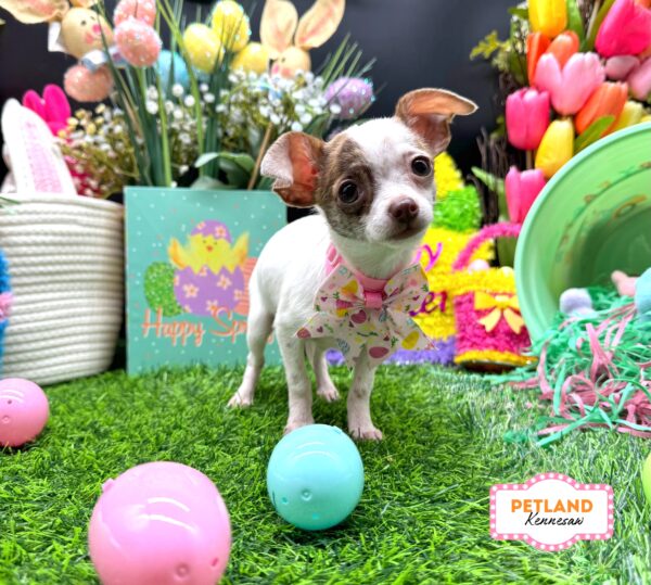 [#253554-05] White / Black F Chihuahua Puppies For Sale