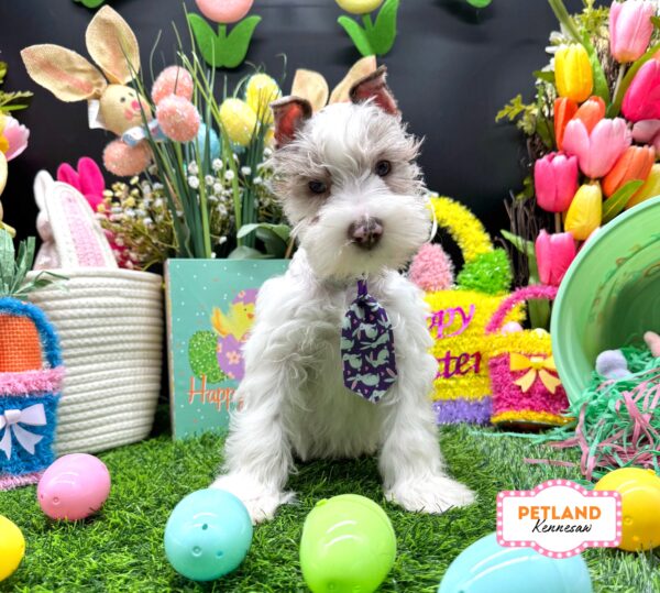 [#26347-02] Chocolate Merle M Miniature Schnauzer Puppies For Sale