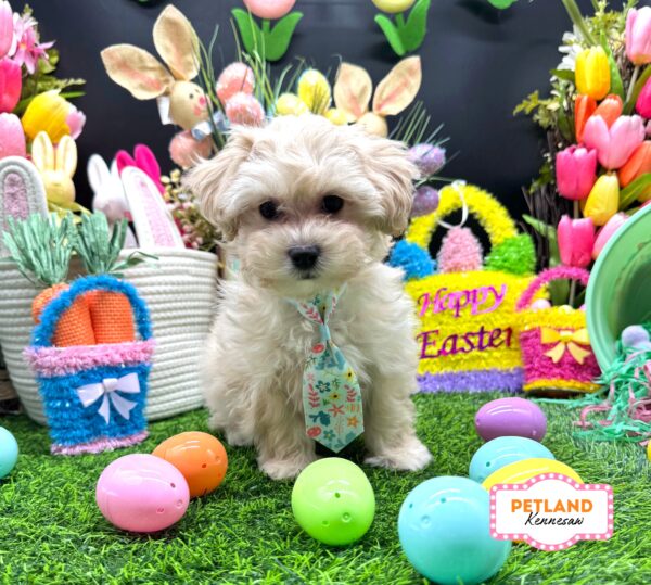 [#26119-01] Buff M Poodle/Bichapoo Puppies For Sale