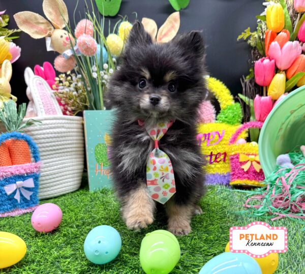 [#2672-03] Black M Pomeranian Puppies For Sale