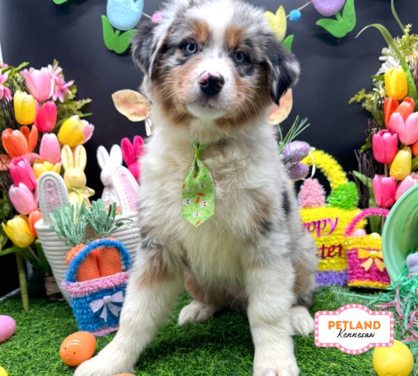 [#2686-02] Blue Merle M Australian Shepherd Puppies For Sale