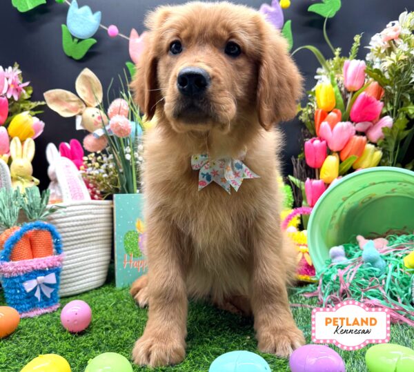 [#2647-05] Dark Golden F Golden Retriever Puppies For Sale