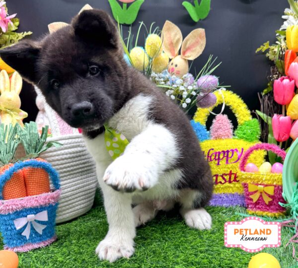 [#2661-01] Black / White M Akita Puppies For Sale