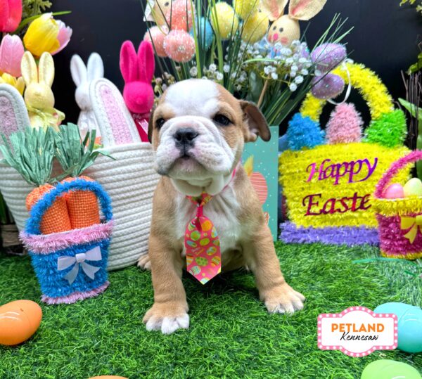 [#26360-02] Red / White M English Bulldog  Puppies For Sale