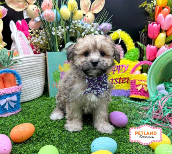 [#26408-06] Chocolate Sable F Teddy Bear Puppies For Sale