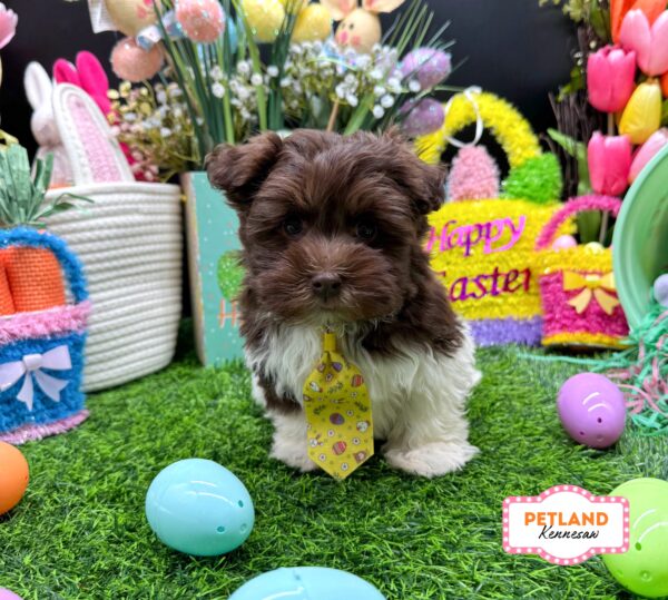 [#26364-02] Chocolate / White M Havanese Puppies For Sale