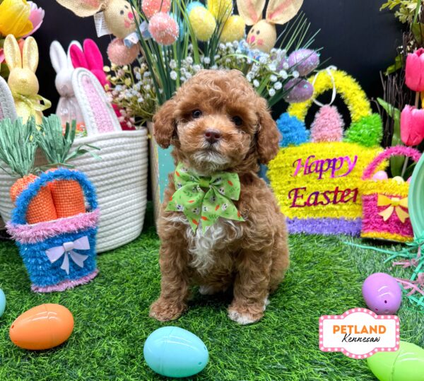 [#26440-05] Red F Poodle Mini Puppies For Sale