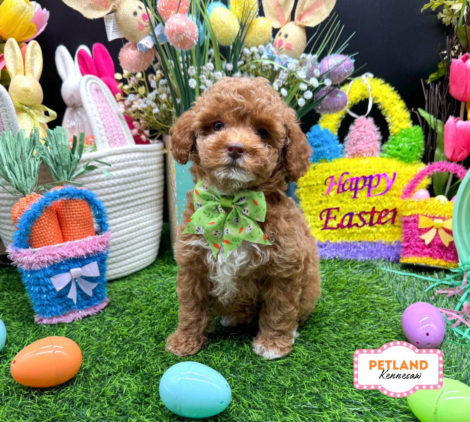 Poodle Mini in Powder Springs, GA