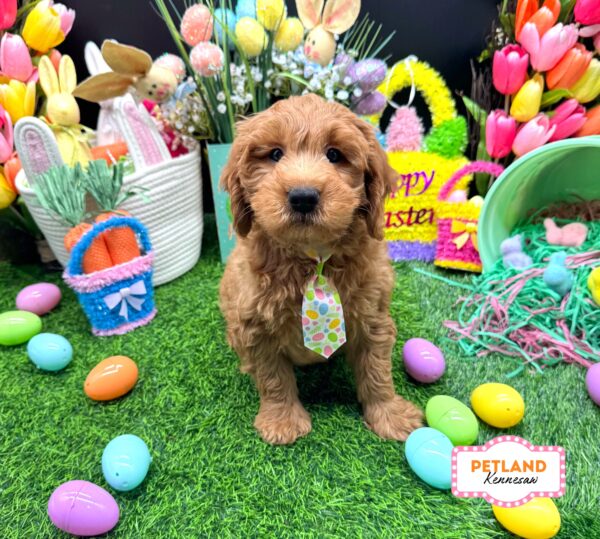[#26405-01] Red M Goldendoodle Mini F1BB Puppies For Sale