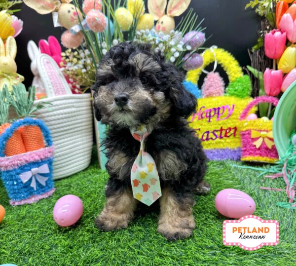 [#26349-01] Black / Tan M Poodle Mini Puppies For Sale