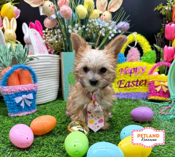 [#26215-01] Brown M Yorkie/Maltese Puppies For Sale