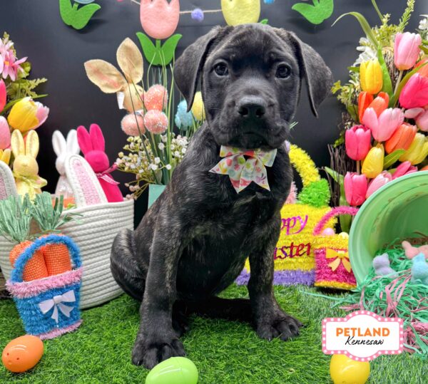 [#26143-04] Brindle F Mastiff Puppies For Sale