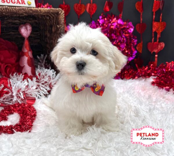 [#26279-02] White / Cream F Teddy Bear Puppies For Sale