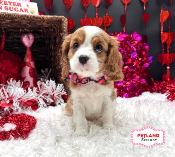 [#26209-03] Blenheim F Cavalier King Charles Spaniel Puppies For Sale